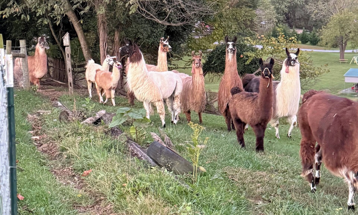 Greene County Villa | Charming Llama villa at a Llama Farm with beautiful Mountain Views and Sun views