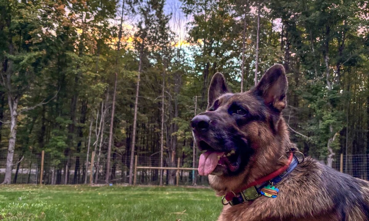 Maple City House | Michi's Base Camp: Your Dog-Friendly Escape Begins