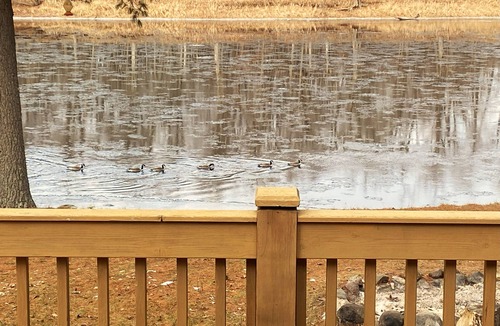 Ingalls Cabin | Beautiful waterfront and wildlife views in this quiet riverfront cabin