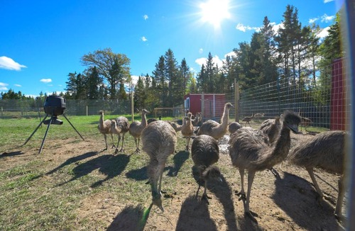 Rudyard House | Upper Peninsula Barndominium on 18 Acres w/Emus