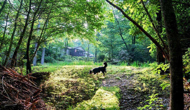 Beautiful Brevard Waterfall Home with Private Nature Trails, Dog Friendly