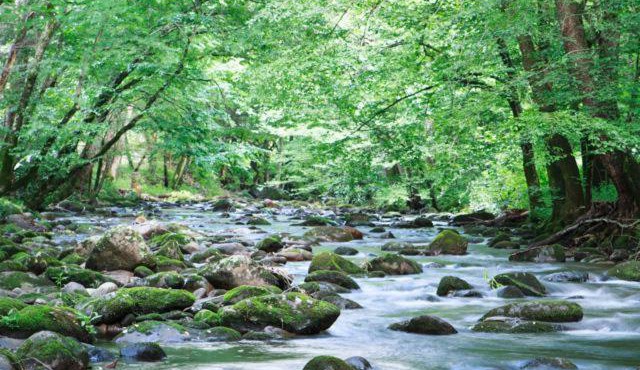 Cork's Creekside
