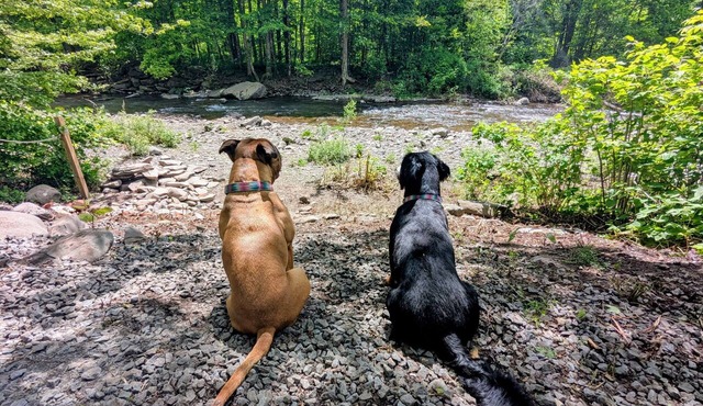 Creekside Catskills Retreat with Sauna & Gardens