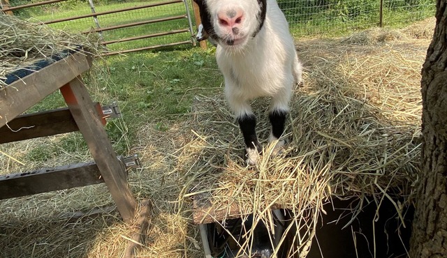 Goat Crazy Homestead