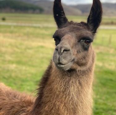 Hideaway on Hilton with Larry the Llama and Donkey
