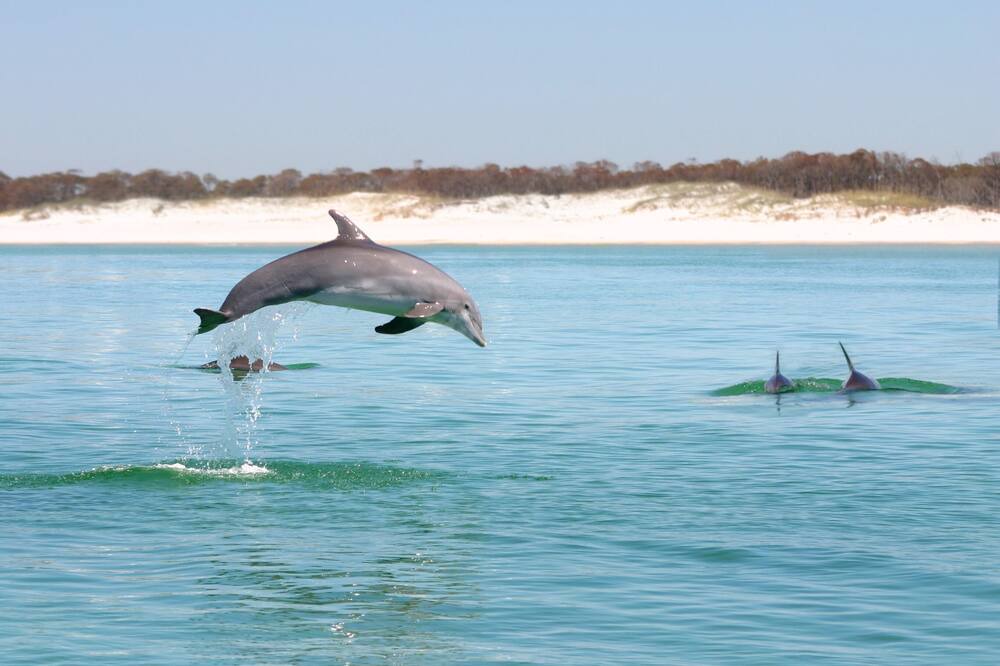 Photo of Others in East Pensacola Heights