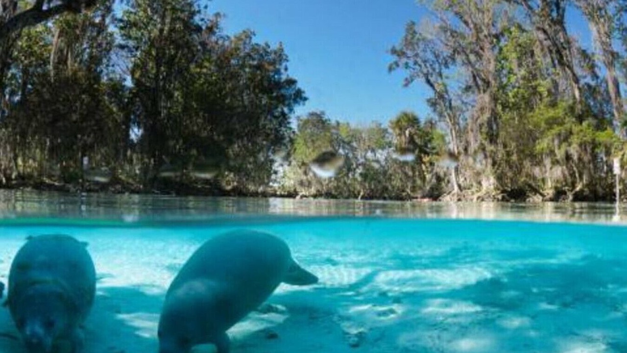 Photo of Others in Homosassa
