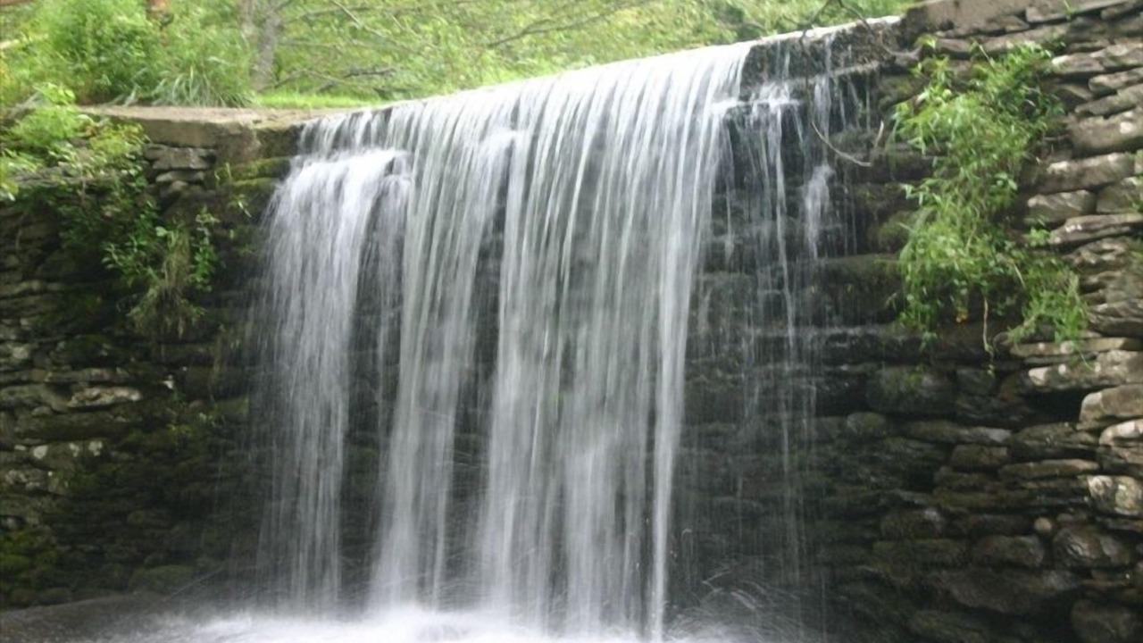Photo of Others in Willow