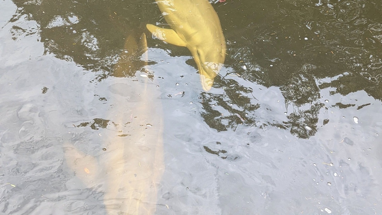 Photo of Others in Weeki Wachee Gardens
